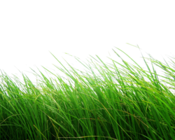 nature & grass free transparent png image.