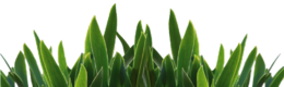 nature & Grass free transparent png image.