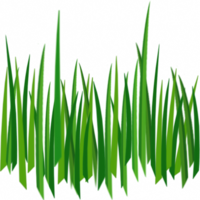 nature & grass free transparent png image.