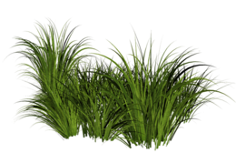 nature & grass free transparent png image.