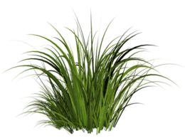 nature & grass free transparent png image.