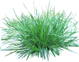 nature & grass free transparent png image.