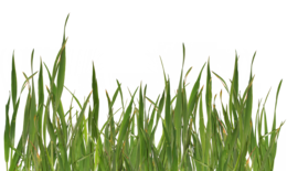 nature & Grass free transparent png image.