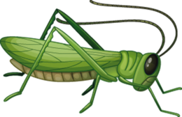 insects&Grasshopper png image.