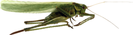 insects & Grasshopper free transparent png image.