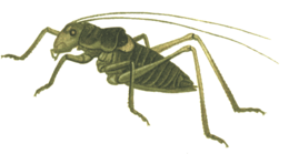 insects & Grasshopper free transparent png image.