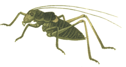 insects & grasshopper free transparent png image.