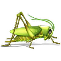 insects & grasshopper free transparent png image.