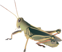 insects & Grasshopper free transparent png image.