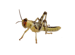 insects & grasshopper free transparent png image.