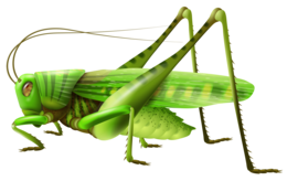 insects & Grasshopper free transparent png image.