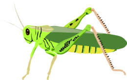 insects & grasshopper free transparent png image.