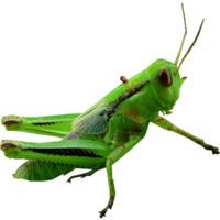 insects & Grasshopper free transparent png image.