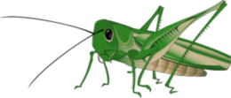 insects & Grasshopper free transparent png image.