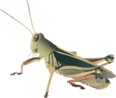 insects & grasshopper free transparent png image.