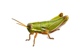 insects & Grasshopper free transparent png image.