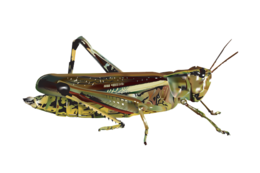 insects & grasshopper free transparent png image.