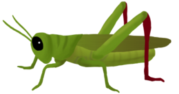 insects & grasshopper free transparent png image.