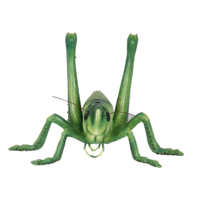 insects & Grasshopper free transparent png image.