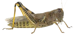 insects & grasshopper free transparent png image.