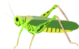 insects & grasshopper free transparent png image.