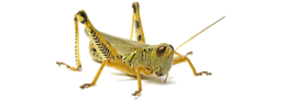 insects & grasshopper free transparent png image.