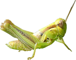 insects & Grasshopper free transparent png image.