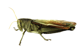 insects & Grasshopper free transparent png image.