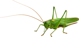 insects & Grasshopper free transparent png image.