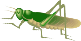 insects & Grasshopper free transparent png image.