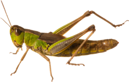 insects & grasshopper free transparent png image.