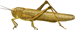 insects & grasshopper free transparent png image.