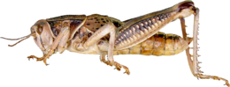 insects & Grasshopper free transparent png image.