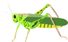 insects & grasshopper free transparent png image.