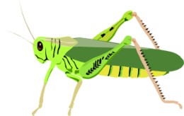 insects & Grasshopper free transparent png image.