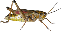 insects & grasshopper free transparent png image.