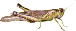 insects & grasshopper free transparent png image.