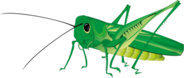 insects & grasshopper free transparent png image.