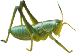 insects & Grasshopper free transparent png image.