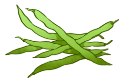 vegetables & green bean free transparent png image.