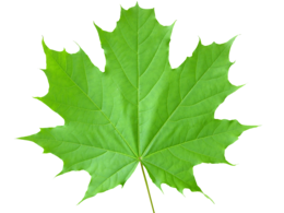 nature & Green leaves free transparent png image.