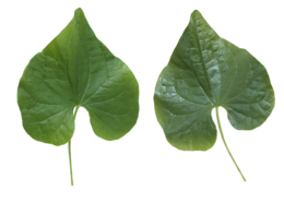 nature & Green leaves free transparent png image.