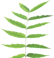 nature & Green leaves free transparent png image.