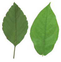 nature & Green leaves free transparent png image.