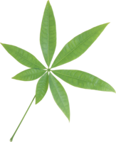 nature & Green leaves free transparent png image.