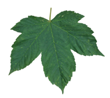 nature & Green leaves free transparent png image.