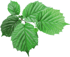 nature & green leaves free transparent png image.