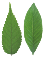 nature & Green leaves free transparent png image.