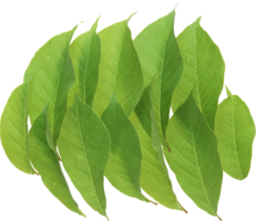 nature & green leaves free transparent png image.