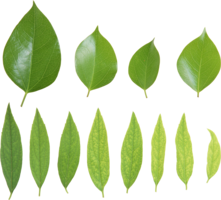 nature & green leaves free transparent png image.